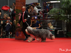 CACIB MÂCON 2018 - DIMANCHE