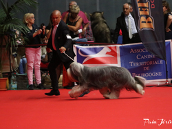 CACIB MÂCON 2018 - DIMANCHE