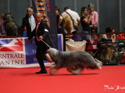 CACIB MÂCON 2018 - DIMANCHE