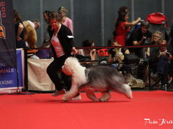 CACIB MÂCON 2018 - DIMANCHE