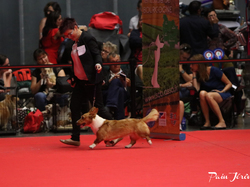 CACIB MÂCON 2018 - DIMANCHE