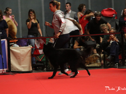 CACIB MÂCON 2018 - DIMANCHE