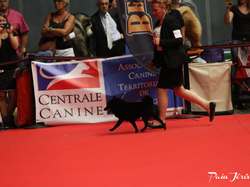 CACIB MÂCON 2018 - DIMANCHE