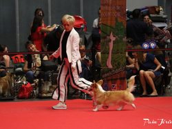 CACIB MÂCON 2018 - DIMANCHE