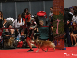 CACIB MÂCON 2018 - DIMANCHE