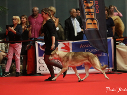 CACIB MÂCON 2018 - DIMANCHE