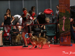 CACIB MÂCON 2018 - DIMANCHE