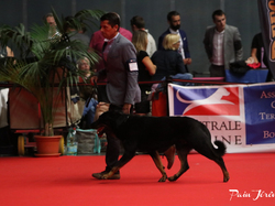 CACIB MÂCON 2018 - DIMANCHE