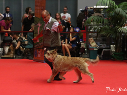 CACIB MÂCON 2018 - DIMANCHE