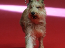 CACIB MÂCON 2018 - DIMANCHE