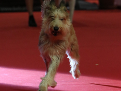 CACIB MÂCON 2018 - DIMANCHE