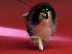 CACIB MÂCON 2018 - DIMANCHE