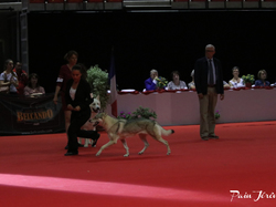 CACIB MÂCON 2018 - DIMANCHE