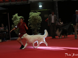 CACIB MÂCON 2018 - DIMANCHE