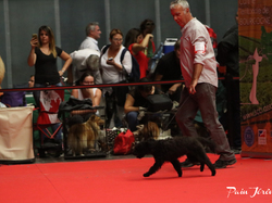 CACIB MÂCON 2018 - DIMANCHE