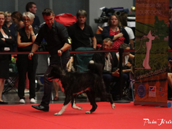 CACIB MÂCON 2018 - DIMANCHE