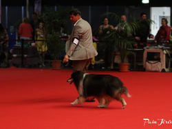 CACIB MÂCON 2018 - DIMANCHE