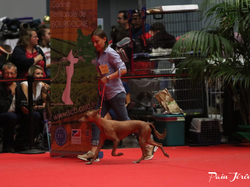 CACIB MÂCON 2018 - DIMANCHE