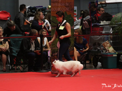 CACIB MÂCON 2018 - DIMANCHE