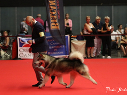 CACIB MÂCON 2018 - DIMANCHE