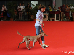 CACIB MÂCON 2018 - DIMANCHE