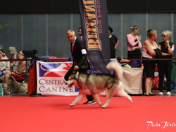 CACIB MÂCON 2018 - DIMANCHE