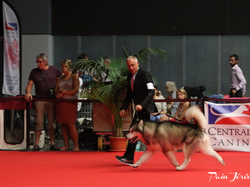 CACIB MÂCON 2018 - DIMANCHE