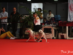 CACIB MÂCON 2018 - DIMANCHE