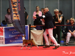 CACIB MÂCON 2018 - DIMANCHE