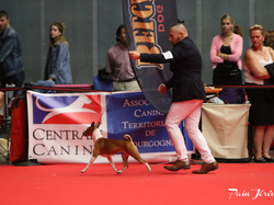 CACIB MÂCON 2018 - DIMANCHE