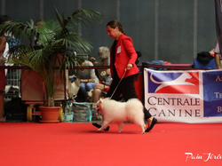 CACIB MÂCON 2018 - DIMANCHE