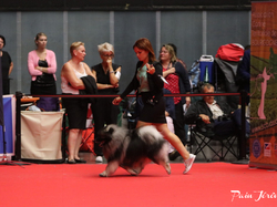 CACIB MÂCON 2018 - DIMANCHE