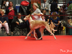 CACIB MÂCON 2018 - DIMANCHE