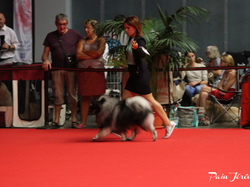 CACIB MÂCON 2018 - DIMANCHE