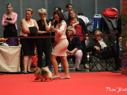 CACIB MÂCON 2018 - DIMANCHE