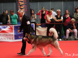 CACIB MÂCON 2018 - DIMANCHE