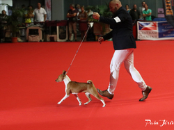 CACIB MÂCON 2018 - DIMANCHE