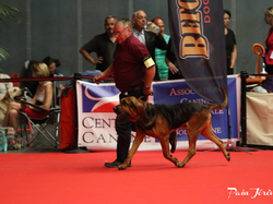 CACIB MÂCON 2018 - DIMANCHE