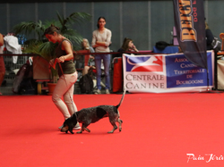 CACIB MÂCON 2018 - DIMANCHE