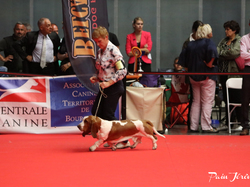 CACIB MÂCON 2018 - DIMANCHE