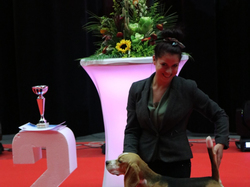 CACIB MÂCON 2018 - DIMANCHE