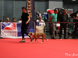 CACIB MÂCON 2018 - DIMANCHE