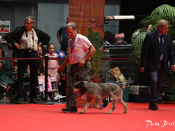 CACIB MÂCON 2018 - DIMANCHE