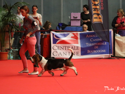 CACIB MÂCON 2018 - DIMANCHE