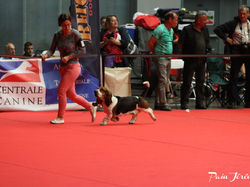 CACIB MÂCON 2018 - DIMANCHE