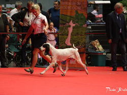 CACIB MÂCON 2018 - DIMANCHE