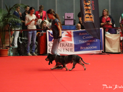 CACIB MÂCON 2018 - DIMANCHE