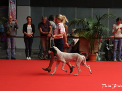 CACIB MÂCON 2018 - DIMANCHE