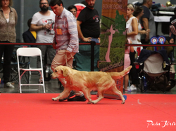 CACIB MÂCON 2018 - DIMANCHE