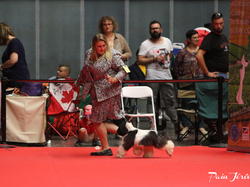 CACIB MÂCON 2018 - DIMANCHE